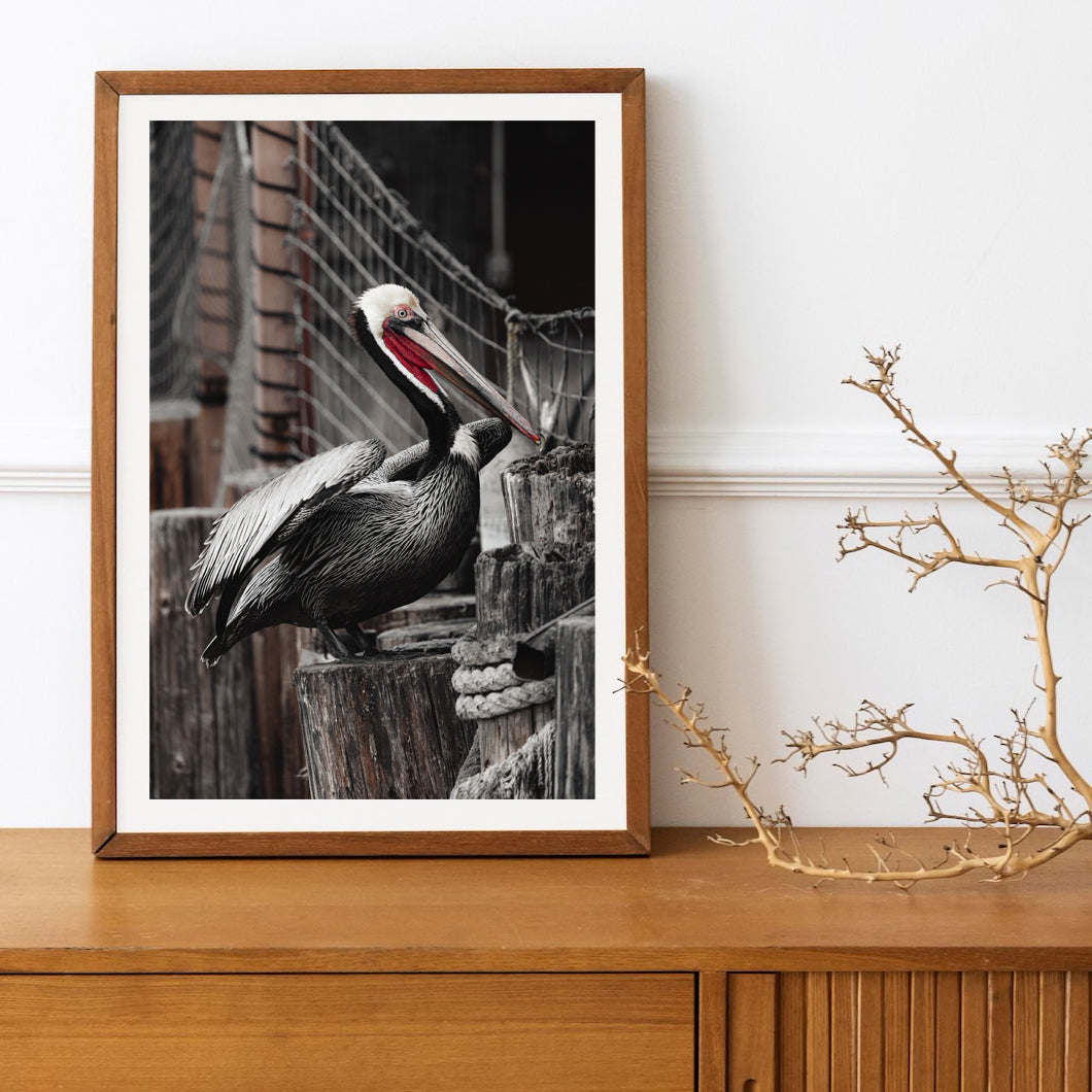 Pelican Art Print