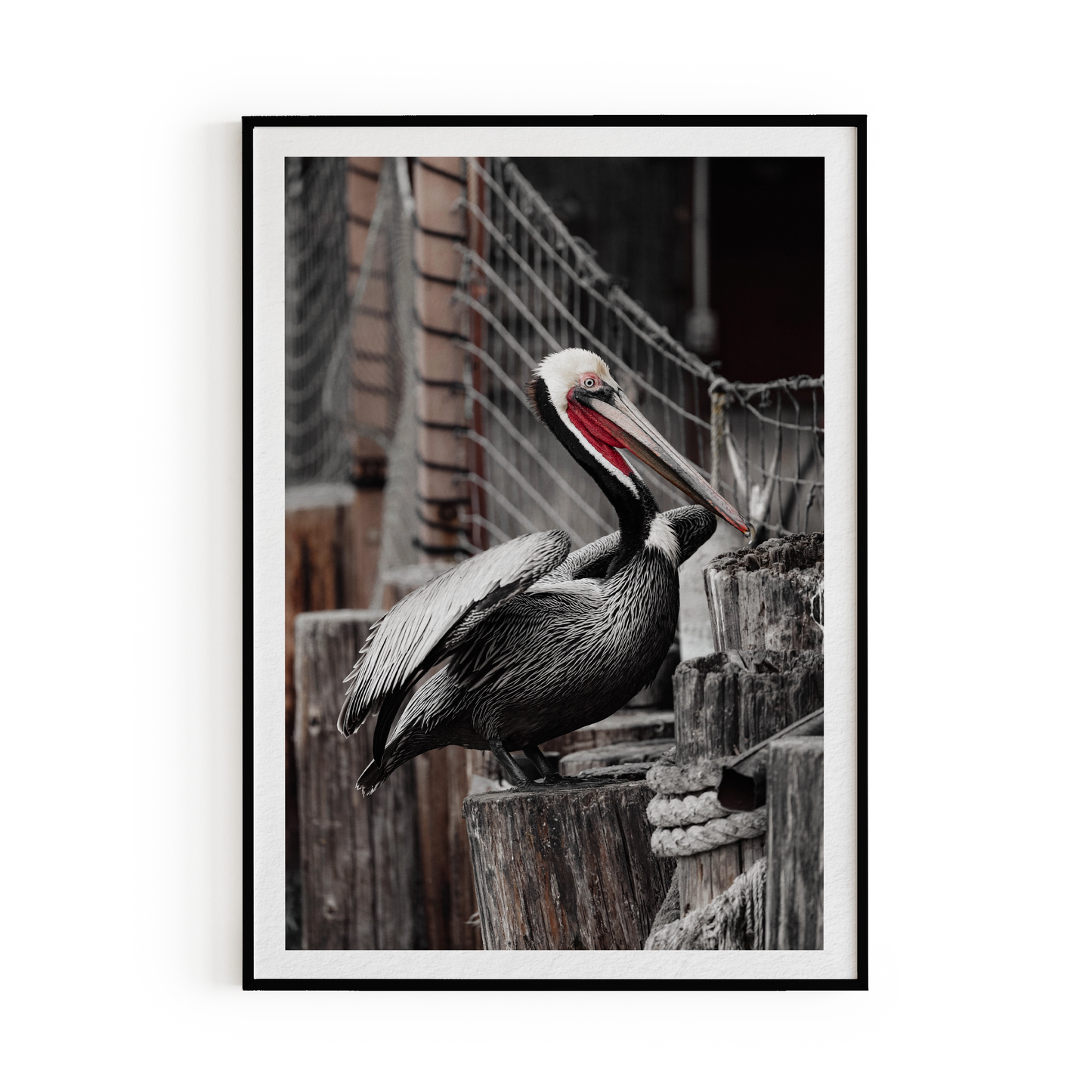 Pelican Art Print